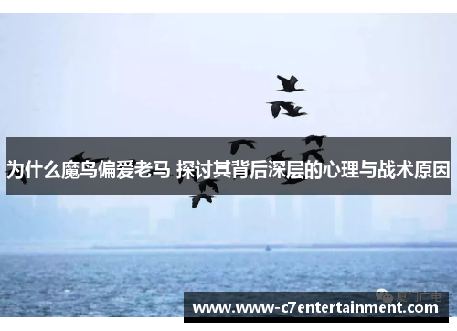 为什么魔鸟偏爱老马 探讨其背后深层的心理与战术原因